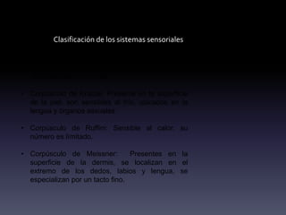 Clasificación de los sistemas sensoriales
• Corpúsculo de Paccini: Ubicado en la zona
profunda de la piel, detecta presiones y
deformaciones en la piel
• Corpúsculo de Krauze: Presente en la superficie
de la piel, son sensibles al frío, ubicados en la
lengua y órganos sexuales
• Corpúsculo de Ruffini: Sensible al calor, su
número es límitado.
• Corpúsculo de Meissner: Presentes en la
superficie de la dermis, se localizan en el
extremo de los dedos, labios y lengua, se
especializan por un tacto fino.
 