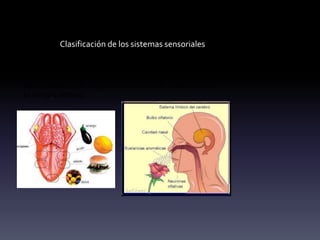 Clasificación de los sistemas sensoriales
Quimiorreceptores: Son estimulados por
sensaciones químicas de gusto y olfato, poa la
concentración de oxígeno y dióxido de carbono en
la sangre arterial.
 