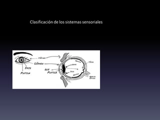 Clasificación de los sistemas sensoriales
Fotorreceptor: Sensibles a la incidencia de luz sobre
la retina del ojo
 
