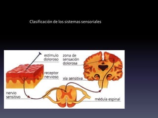 Clasificación de los sistemas sensoriales
Nociceptor: Estimulado por el daño producido en los
tejidos, ya sea por mecanismos físicos o químicos.
 