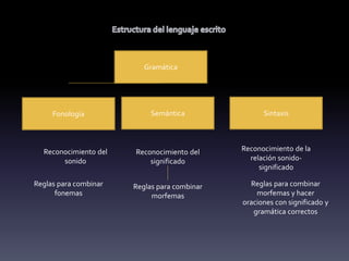 Gramática
Semántica Sintaxis
Fonología
Reconocimiento del
sonido
Reconocimiento del
significado
Reconocimiento de la
relación sonido-
significado
Reglas para combinar
fonemas
Reglas para combinar
morfemas
Reglas para combinar
morfemas y hacer
oraciones con significado y
gramática correctos
 