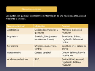 • Los neurotransmisores se encargan de conducir los impulsos nerviosos a
través de cadenas neuronales que se relacionan íntimamente unas con
otras.
Neurotransmisores
Son sustancias químicas que trasmiten información de una neurona a otra, unidad
mediante la sinapsis.
Neurotransmisor Ubicación Función
Acetilcolina Sinapsis con músculos y
glándulas
Memoria, excitación
muscular
Dopamina Encéfalo, SNA (sistema
nervioso autónomo)
Emociones, ánimo,
regulación del control
motor.
Serotonina SNC (sistema nervioso
central)
Equilibrio en el estado de
ánimo
Noradrenalina Corteza cerebral Control del impulso y la
motivación
Acido amino butírico SNC Excitabilidad neuronal,
regulación del tono
muscular
 