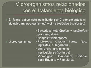 



El fango activo esta constituido por 2 componentes: el
biológico (microorganismos) y el no biológico (nutrientes)

Microorganismos

• Bacterias: heterótrofas y autótrofas
gram negativas.
• Hongos: filamentosos.
• Protozoos: ciliados libres, fijos,
reptantes. Y flagelados.
• Metazoos: organismos
multicelulares (rotíferos)
• Microalgas: Cosmarium, Pediastrum, Euglena y Pinnularia.

 