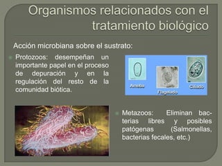 Acción microbiana sobre el sustrato:


Protozoos: desempeñan un
importante papel en el proceso
de depuración y en la
regulación del resto de la
comunidad biótica.



Metazoos:
Eliminan bacterias libres y posibles
patógenas
(Salmonellas,
bacterias fecales, etc.)

 
