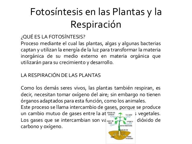 Procesos biologicos