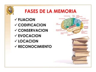 FASES DE LA MEMORIA
 FIJACION
 CODIFICACION
 CONSERVACION
 EVOCACION
 LOCACION
 RECONOCIMIENTO

 