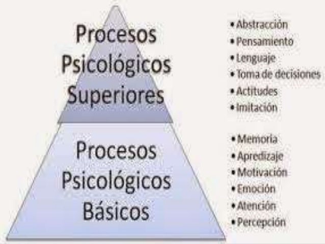 Procesos cognitivos básicos y superiores