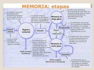 MEMORIA: etapas 