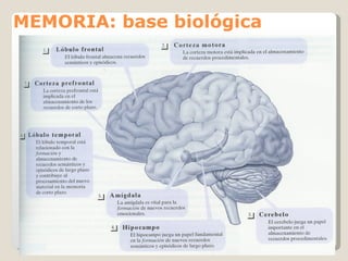 MEMORIA: base biológica 