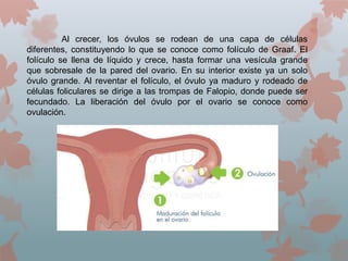 Al crecer, los óvulos se rodean de una capa de células
diferentes, constituyendo lo que se conoce como folículo de Graaf. El
folículo se llena de líquido y crece, hasta formar una vesícula grande
que sobresale de la pared del ovario. En su interior existe ya un solo
óvulo grande. Al reventar el folículo, el óvulo ya maduro y rodeado de
células foliculares se dirige a las trompas de Falopio, donde puede ser
fecundado. La liberación del óvulo por el ovario se conoce como
ovulación.
 