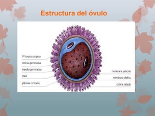 Estructura del óvulo
 