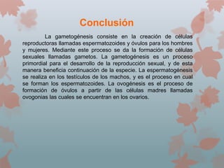 Conclusión
La gametogénesis consiste en la creación de células
reproductoras llamadas espermatozoides y óvulos para los hombres
y mujeres. Mediante este proceso se da la formación de células
sexuales llamadas gametos. La gametogénesis es un proceso
primordial para el desarrollo de la reproducción sexual, y de esta
manera beneficia continuación de la especie. La espermatogénesis
se realiza en los testículos de los machos, y es el proceso en cual
se forman los espermatozoides. La ovogénesis es el proceso de
formación de óvulos a partir de las células madres llamadas
ovogonias las cuales se encuentran en los ovarios.
 