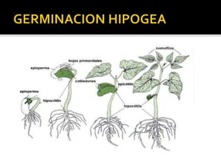 Procesos de germinacion de la semilla