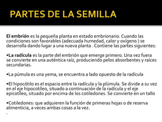 El embrión es la pequeña planta en estado embrionario. Cuando las
condiciones son favorables (adecuada humedad, calor y oxígeno ) se
desarrolla dando lugar a una nueva planta . Contiene las partes siguientes:
•La radícula es la parte del embrión que emerge primero. Una vez fuera
se convierte en una auténtica raíz, produciendo pelos absorbentes y raíces
secundarias.
•La púmula es una yema, se encuentra a lado opuesto de la radícula
•El hipocótilo es el espacio entre la radícula y la plúmula. Se divide a su vez
en el eje hipocotíleo, situado a continuación de la radícula y el eje
epicotíleo, situado por encima de los cotiledones. Se convierte en un tallo
•Cotiledones: que adquieren la función de primeras hojas o de reserva
alimenticia, a veces ambas cosas a la vez.
.
 