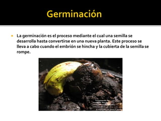  La germinación es el proceso mediante el cual una semilla se
desarrolla hasta convertirse en una nueva planta. Este proceso se
lleva a cabo cuando el embrión se hincha y la cubierta de la semilla se
rompe.
 