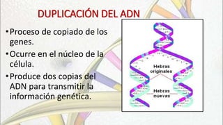 DUPLICACIÓN DEL ADN
•Proceso de copiado de los
genes.
•Ocurre en el núcleo de la
célula.
•Produce dos copias del
ADN para transmitir la
información genética.
 