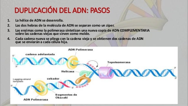Procesos del adn
