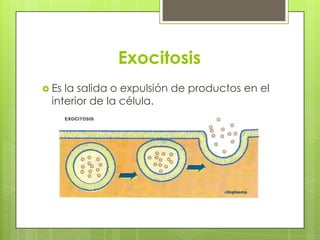Exocitosis
 Esla salida o expulsión de productos en el
 interior de la célula.
 