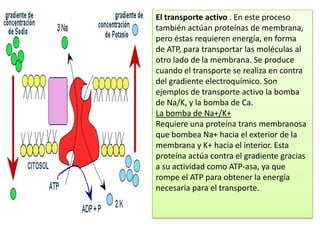 El transporte activo . En este proceso
también actúan proteínas de membrana,
pero éstas requieren energía, en forma
de ATP, para transportar las moléculas al
otro lado de la membrana. Se produce
cuando el transporte se realiza en contra
del gradiente electroquímico. Son
ejemplos de transporte activo la bomba
de Na/K, y la bomba de Ca.
La bomba de Na+/K+
Requiere una proteína trans membranosa
que bombea Na+ hacia el exterior de la
membrana y K+ hacia el interior. Esta
proteína actúa contra el gradiente gracias
a su actividad como ATP-asa, ya que
rompe el ATP para obtener la energía
necesaria para el transporte.
 