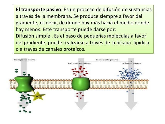 Procesos De La Membrana Celular