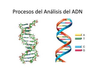 Procesos del Análisis del ADN
 