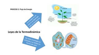 PROCESO 2: Flujo de Energía
Leyes de la Termodinámica
 