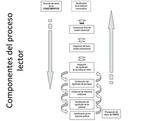 Componentesdelproceso
lector
 