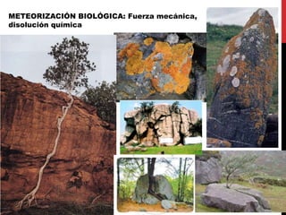 METEORIZACIÓN BIOLÓGICA: Fuerza mecánica,
disolución química
 