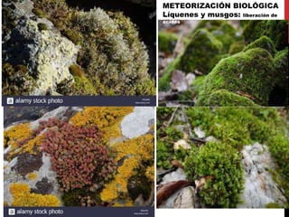 METEORIZACIÓN BIOLÓGICA
Líquenes y musgos: liberación de
acídos
 