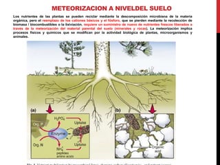 METEORIZACION A NIVELDEL SUELO
Los nutrientes de las plantas se pueden reciclar mediante la descomposición microbiana de la materia
orgánica, pero el reemplazo de los cationes básicos y el fósforo, que se pierden mediante la recolección de
biomasa / biocombustibles o la lixiviación, requiere un suministro de nuevo de nutrientes frescos liberados a
través de la meteorización del material parental del suelo (minerales y rocas). La meteorización implica
procesos físicos y químicos que se modifican por la actividad biológica de plantas, microorganismos y
animales.
 