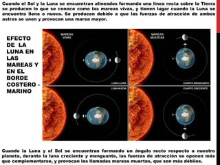 Cuando el Sol y la Luna se encuentran alineados formando una línea recta sobre la Tierra
se producen lo que se conoce como las mareas vivas, y tienen lugar cuando la Luna se
encuentra llena o nueva. Se producen debido a que las fuerzas de atracción de ambos
astros se unen y provocan una marea mayor.
Cuando la Luna y el Sol se encuentran formando un ángulo recto respecto a nuestro
planeta, durante la luna creciente y menguante, las fuerzas de atracción se oponen más
que complementarse, y provocan las llamadas mareas muertas, que son más débiles.
EFECTO
DE LA
LUNA EN
LAS
MAREAS Y
EN EL
BORDE
COSTERO -
MARINO
 