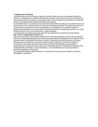 1. Respiración en Plantas
Las plantas igual que los animales, respiran tomando oxígeno del aire y expulsando dióxido de
carbono. La respiración se realiza continuamente, tanto en el día como en la noche. El proceso se
realiza sobre todo en las hojas y en los tallos verdes. Como producto de la respiración, las plantas
como los animales también desprenden dióxido de carbono.
Es importante tener en cuenta que el proceso de la fotosíntesis se realiza con la presencia de la luz
solar durante el día, mientras que en la noche dicho proceso se detiene. El oxígeno que consume
la planta para su respiración es poco comparado con la cantidad que se produce durante el
proceso de fotosíntesis en el que se utiliza el dióxido de carbono y el agua para producir un azúcar
llamado glucosa que le sirve de alimento y oxígeno gaseoso.
A continuación se muestra la ecuación química que representa la reacción de la fotosíntesis.
CO2 + H2O + energía solar C6H12O6 + O2
Para que ocurra este proceso debe presentarse un intercambio gaseoso a través de los estomas,
estos son células especializadas que forman pequeñas aberturas localizadas en la epidermis de la
hoja que tienen la capacidad de abrirse o cerrarse. Cada estoma está formado por dos células
oclusivas que se ensanchan o reducen su tamaño para la apertura o cierre de los estomas.
En el caso de las células del tallo, estas reciben el nombre de lenticelas y se encuentran
distribuidas por toda esta zona de la planta. Las lenticelas permiten el intercambio de gases entre
los tejidos internos del tallo y el aire atmosférico. Los neumatóforos son los que permiten el
intercambio gaseoso en las raíces.
En la siguiente imagen puedes observar un resumen de lo que ocurre en la planta cuando hay
fotosíntesis y respiración.
 