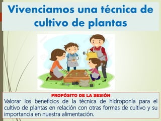 Vivenciamos una técnica de
cultivo de plantas
PROPÓSITO DE LA SESIÓN
Valorar los beneficios de la técnica de hidroponía para el
cultivo de plantas en relación con otras formas de cultivo y su
importancia en nuestra alimentación.
 