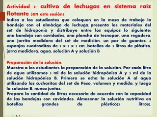 Actividad 2: cultivo de lechugas en sistema raíz
flotante (en esta sesión)
Indica a los estudiantes que coloquen en la mesa de trabajo la
bandeja con el almácigo de lechuga, presenta los materiales del
set de hidroponía y distribuye entre los equipos lo siguiente:
una bandeja con cavidades, una plancha de tecnopor, una regadera,
una jarrita medidora del set de medición, un par de guantes, 6
esponjas cuadraditas de 2 x 2 x 2 cm, botellas de 3 litros de plástico,
jarra medidora, agua, solución A y solución B
Preparación de la solución.
Muestra a los estudiantes la preparación de la solución. Por cada litro
de agua utilizamos 5 ml de la solución hidropónica A y 2 ml de la
solución hidropónica B. Primero se echa la solución A al agua
utilizando las cucharitas del set de Peso, volumen y medida. y luego
la solución B, nunca juntas.
Prepara la cantidad de litros necesaria de acuerdo con la capacidad
de las bandejas con cavidades. Almacenar la solución nutritiva en
botellas grandes de plástico(3 litros).
 