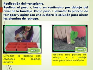 Realización del transplante.
Realizar el paso 1, hasta un centímetro por debajo del
nivel de la bandeja. Como paso 7, levantar la plancha de
tecnopor y agitar con una cuchara la solución para airear
las plantitas de lechuga.
Llenamos la bandeja con
cavidades con solución
nutritiva.
Retiramos sesis plantitas de
lechuga de la bandeja
almaciguera evitando dañarlas
 