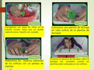 Enjuagamos con agua las raíces en la
maceta circular, hasta que no quede
nada de arena. Hacerlo con cuidado.
Colocamos una plantita de lechuga
en cada orificio de la plancha de
tecnopor
Rellenamos los espacios sobrantes
de los orificios con un pedazo de
esponja
Ponemos la plancha de tecnopor sobre la
bandeja con cavidades cuando las
plantitas estén colocadas en los orificios
 