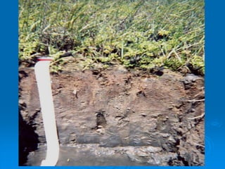 Procesos edafogeneticos