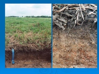 Procesos edafogeneticos