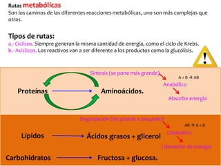 Rutasmetabólicas 
Son los caminos de las diferentes reacciones metabólicas, uno son más complejas que 
otras. 
Tipos de rutas: 
a.- Cíclicos. Siempre generan la misma cantidad de energía, como el ciclo de Krebs. 
b.- Acíclicos. Los reactivos van a ser diferente a los productos como la glucólisis. 
Síntesis (se pone más grande) 
Proteínas Aminoácidos. 
Anabólico 
Absorbe energía 
Degradación (de grande a pequeño) 
Lípidos Ácidos grasos + glicerol 
Catabólico 
Liberación de energía 
Carbohidratos Fructosa + glucosa. 
A + B  AB 
AB  A + B 
 