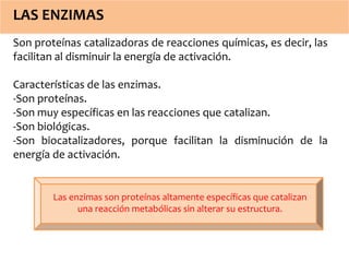 LAS ENZIMAS 
Son proteínas catalizadoras de reacciones químicas, es decir, las 
facilitan al disminuir la energía de activación. 
Características de las enzimas. 
-Son proteínas. 
-Son muy específicas en las reacciones que catalizan. 
-Son biológicas. 
-Son biocatalizadores, porque facilitan la disminución de la 
energía de activación. 
Las enzimas son proteínas altamente específicas que catalizan 
una reacción metabólicas sin alterar su estructura. 
 