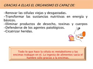 GRACIAS A ELLAS EL ORGANISMO ES CAPAZ DE: 
-Renovar las células viejas y desgastadas. 
-Transformar las sustancias nutritivas en energía y 
básicos. 
-Eliminar productos de desecho, toxinas y cuerpos 
-Defenderse de los agentes patológicos. 
-Cicatrizar heridas. 
Todo lo que hace la célula es metabolismo y las 
encimas trabajan en el. La ingesta de alimentos sacia el 
hambre sólo gracias a la encimas. 
 