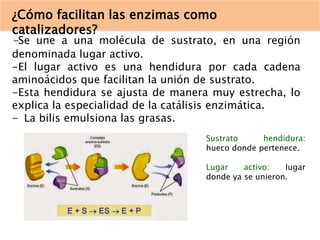 ¿Cómo facilitan las enzimas como 
catalizadores? 
-Se une a una molécula de sustrato, en una región 
denominada lugar activo. 
-El lugar activo es una hendidura por cada cadena 
aminoácidos que facilitan la unión de sustrato. 
-Esta hendidura se ajusta de manera muy estrecha, lo 
explica la especialidad de la catálisis enzimática. 
- La bilis emulsiona las grasas. 
Sustrato hendidura: 
hueco donde pertenece. 
Lugar activo: lugar 
donde ya se unieron. 
 