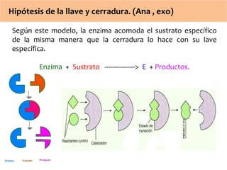 Hipótesis de la llave y cerradura. (Ana , exo) 
Según este modelo, la enzima acomoda el sustrato específico 
de la misma manera que la cerradura lo hace con su lave 
específica. 
Enzima + Sustrato ----------------> E + Productos. 
 
