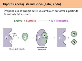 Hipótesis del ajuste inducido. (Cata , endo) 
Propone que la enzima sufre un cambio en su forma a partir de 
la entrada del sustrato. 
Enzima + Sustrato ----------------> E + Productos. 
 