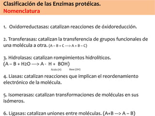 Clasificación de las Enzimas protéicas. 
Nomenclatura 
1. Oxidorreductasas: catalizan reacciones de óxidoreducción. 
2. Transferasas: catalizan la transferencia de grupos funcionales de 
una molécula a otra. (A – B + C ----> A + B – C) 
3. Hidrolasas: catalizan rompimientos hidrolíticos. 
(A – B + H2O ----> A - H + BOH) 
Ácido (H) Base (OH) 
4. Liasas: catalizan reacciones que implican el reordenamiento 
electrónico de la molécula. 
5. Isomerasas: catalizan transformaciones de moléculas en sus 
isómeros. 
6. Ligasas: catalizan uniones entre moléculas. (A+B ---> A – B) 
 
