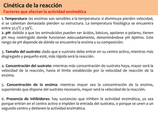 Cinética de la reacción 
Factores que afectan la actividad enzimática 
1. Temperatura: las enzimas son sensibles a la temperatura: si disminuye pierden velocidad, 
si se calientan demasiado pierden su estructura. La temperatura fisiológica se encuentra 
entre 37,5°C y 39°C. 
2. pH: debido a que los aminoácidos pueden ser ácidos, básicos, apolares o polares, tienen 
pH muy restringido donde funcionan adecuadamente, denominándose pH óptimo. Este 
rango de pH depende de dónde se encuentra la enzima y su composición. 
3. Tamaño del sustrato: dado que e sustrato debe entrar en su centro activo, mientras más 
disgregado y pequeño esté, más rápida será la reacción. 
4. Concentración del sustrato: mientras más concentración de sustrato haya, mayor será la 
velocidad de la reacción, hasta el límite establecido por la velocidad de reacción de la 
enzima. 
5. Concentración de la enzima: mientras mayor sea la concentración de la enzima, 
suponiendo que dispone del sustrato necesario, mayor será la velocidad de la reacción. 
6. Presencia de inhibidores: hay sustancias que inhiben la actividad enzimática, ya sea 
porque entran en el centro activo e impiden la entrada del sustrato, o porque se unen a un 
segundo centro y detienen la actividad enzimática. 
 
