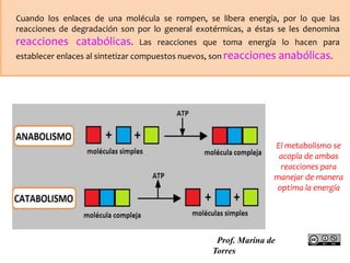Cuando los enlaces de una molécula se rompen, se libera energía, por lo que las 
reacciones de degradación son por lo general exotérmicas, a éstas se les denomina 
reacciones catabólicas. Las reacciones que toma energía lo hacen para 
establecer enlaces al sintetizar compuestos nuevos, son reacciones anabólicas. 
El metabolismo se 
acopla de ambas 
reacciones para 
manejar de manera 
optima la energía 
Prof. Marina de 
Torres 
 