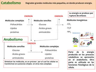 Catabolismo 
Moléculas complejas 
-Polisacáridos 
-Lípidos 
-proteínas 
Degradan grandes moléculas más pequeñas, en donde producen energía. 
Moléculas sencillas 
-Glucosa 
-Ácidos grasos 
-aminoácidos 
Moléculas inorgánicas 
-CO2 
-H2O 
-NH3 
ENERGÍA ENERGÍA 
La energía se produce por 
ruptura de enlaces 
Anabolismo 
Moléculas sencillas 
-Glucosa 
-Ácidos grasos 
-aminoácidos 
Moléculas complejas 
-Polisacáridos 
-Lípidos 
-proteínas 
ENERGÍA 
Parte de la energía 
producida en los procesos 
catabólicos se aprovecha 
en el anabolismo. Otra 
parte es utilizada en las 
funciones fisiológicas de la 
célula. 
Sintetizan las moléculas, es un proceso por el cual las celulas se 
transforman en sustancias simples en otras más complejas 
 