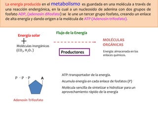 La energía producida en el metabolismo es guardada en una molécula a través de 
una reacción endergónica, en la cual a un nucleosido de adenina con dos grupos de 
fosfato ADP, (adenosin difosfato) se le une un tercer grupo fosfato, creando un enlace 
de alta energía y dando origen a la molécula de ATP (Adenosin trifosfato). 
Flujo de la Energía 
Productores 
Energía solar 
Moléculas inorgánicas 
(CO2, H2O..) 
MOLÉCULAS 
ORGÁNICAS 
Energía: almacenada en los 
enlaces químicos. 
P P P A 
Adenosín Trifosfato 
ATP: transportador de la energía. 
Acumula energía en cada enlace de fosfatos (P) 
Molécula sencilla de sintetizar e hidrolizar para un 
aprovechamiento rápido de la energía 
 