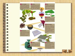 http://www.mayavinic.com/wp-content/uploads/2012/06/proceso-del-cafe.png 
 
